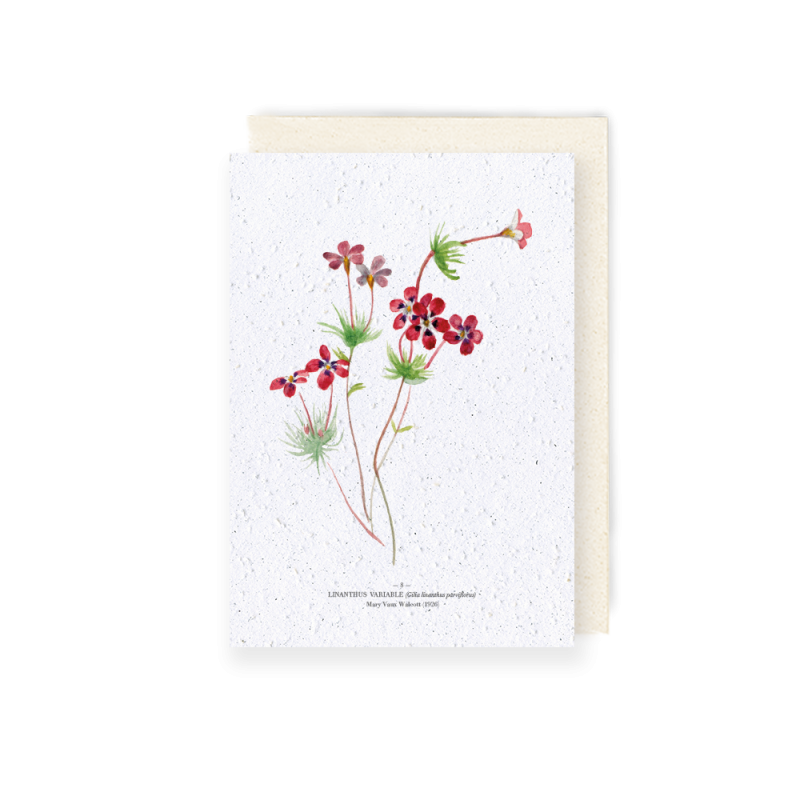 Carte à planter - Linathus | Papierfleur.fr, le papier qui fleurit